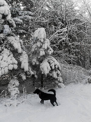 Always Watchful by Teresa Schomig Always Watchful by Teresa Schomig
