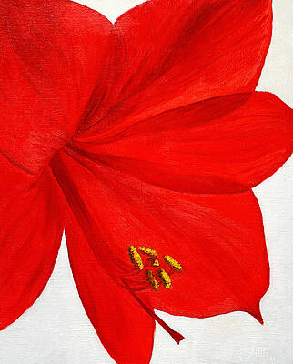 Amaryllis Flower by Masha Batkova Amaryllis Flower by Masha Batkova