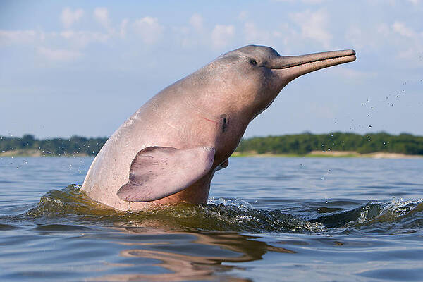 Wall Art - Photograph - Amazon River Dolphin by M. Watson