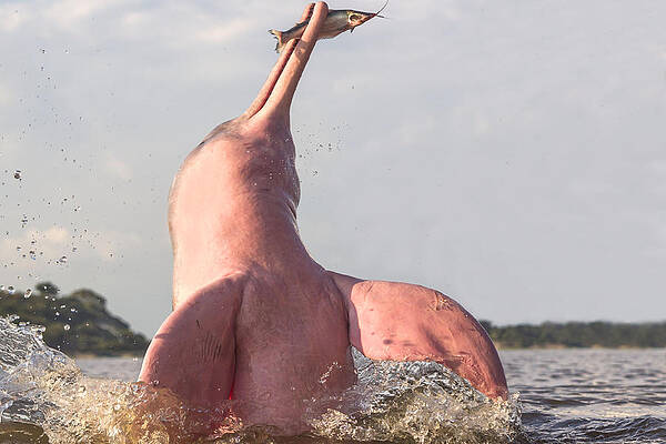 Wall Art - Photograph - Amazon River Dolphin With Fish by M. Watson