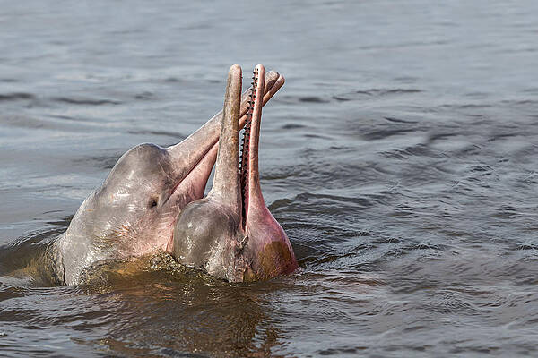 Wall Art - Photograph - Amazon River Dolphins by M. Watson