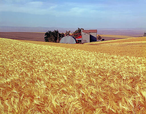 Wall Art - Photograph - Amber Waves of Grain by Ed  Cooper Photography