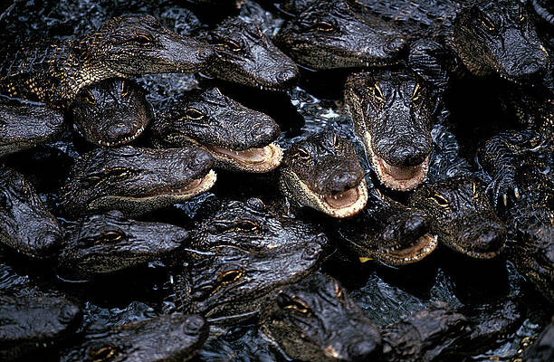Wall Art - Photograph - American Alligator Alligator by Gerard Lacz
