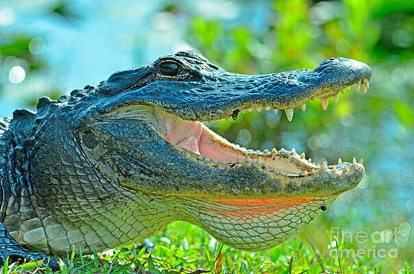 Wall Art - Photograph - American Alligator Alligator by John Serrao