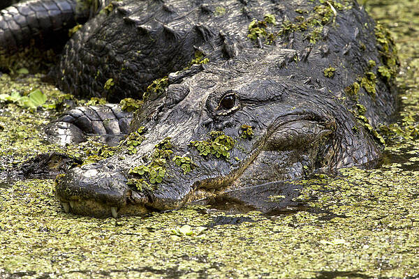 American Alligator Print by Meg Rousher American Alligator Print by Meg Rousher