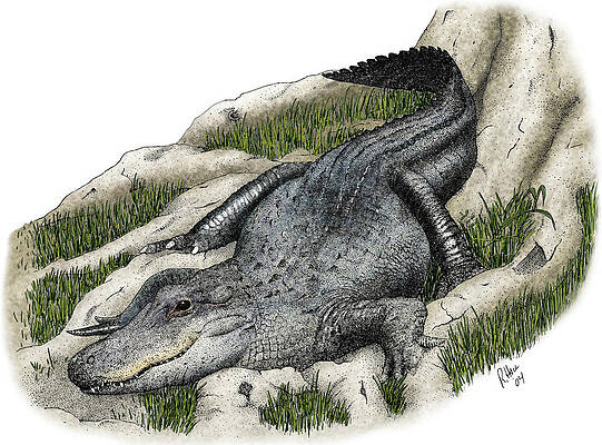 Wall Art - Photograph - American Alligator by Roger Hall