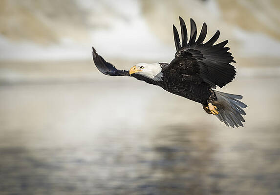 American Bald Eagle 2015-22 by Thomas Young American Bald Eagle 2015-22 by Thomas Young