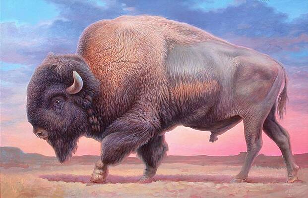 American Buffalo by Hans Droog American Buffalo by Hans Droog