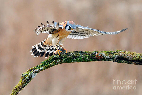 Wall Art - Photograph - American Kestrel by Scott Linstead