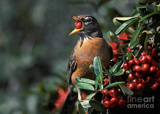 Wall Art - Photograph - American Robin Eating Berries by Ron Sanford