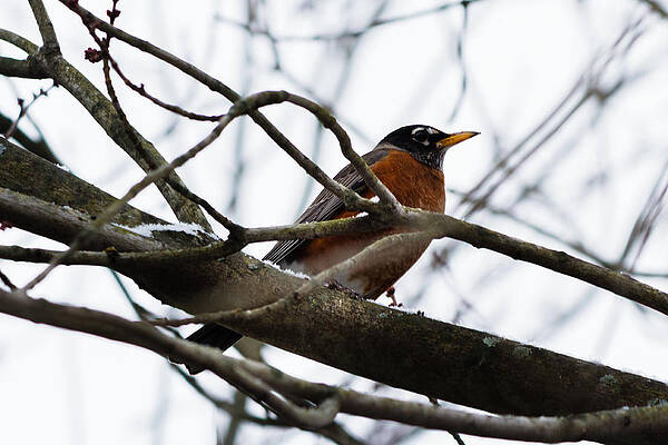 Wall Art - Photograph - American Robin by SAURAVphoto Online Store