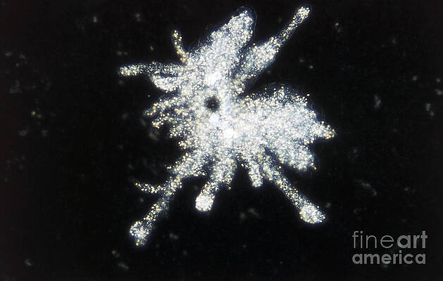 Wall Art - Photograph - Amoeba Proteus Lm by De Agostini Picture Library