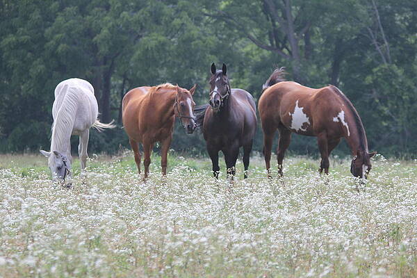 Wall Art - Photograph - Among Friends by William T Templeton