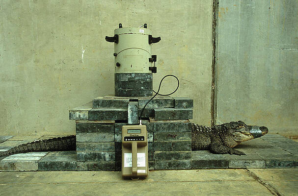 Wall Art - Photograph - An Alligator Is Tested For Cesium by Peter Essick