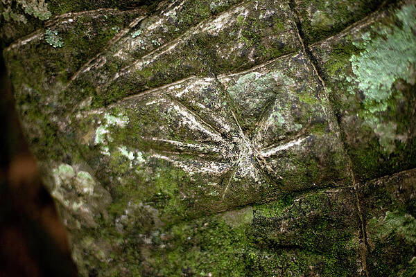 Wall Art - Photograph - An Ancient Stone Map In Colombia by Dennis Drenner