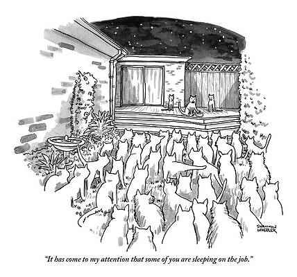 Wall Art - Drawing - An Assembly Of Cats In A Backyard Led By Three by Shannon Wheeler