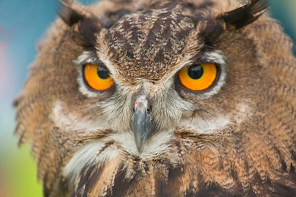 Wall Art - Photograph - An Eagle Owl On Display At The World by Chris Pinchbeck