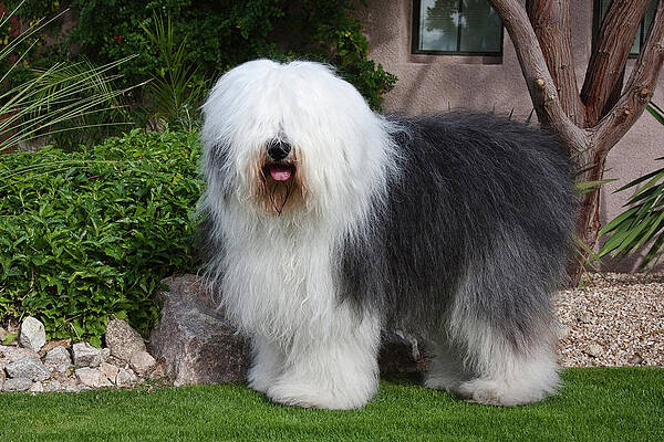 Old english sheepdog portrait hi-res stock photography and images - Alamy