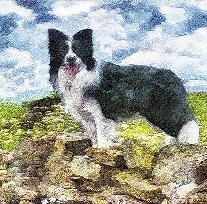 Andrew - Border Collie by Doggy Lips Andrew - Border Collie by Doggy Lips
