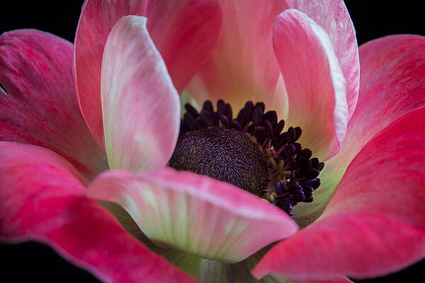 Anemone in Fuchsia by Kim Aston Anemone in Fuchsia by Kim Aston