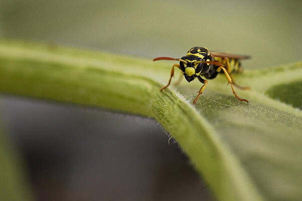 Angry Wasp by Skye Fassett