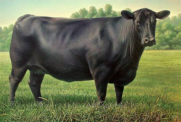 angus cow 182m 1 2007 by Hans Droog angus cow 182m 1 2007 by Hans Droog