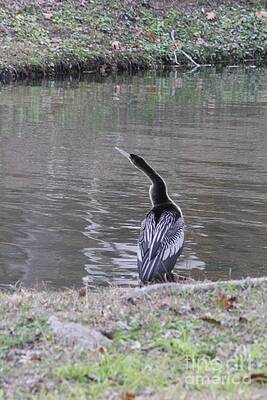 Anhinga by Richard Amble Anhinga by Richard Amble