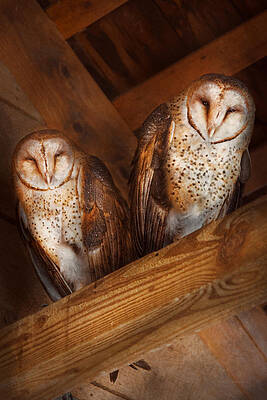 Wall Art - Photograph - Animal - Bird - A couple of barn owls by Mike Savad