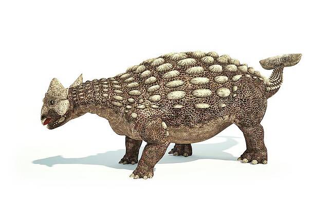 large ankylosaurus