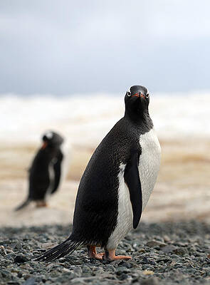 Annoyed penguin by Jennifer LaBouff Annoyed penguin by Jennifer LaBouff