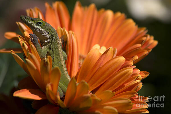 Wall Art - Photograph - Anole on Gerber Daisy by Jill Lang
