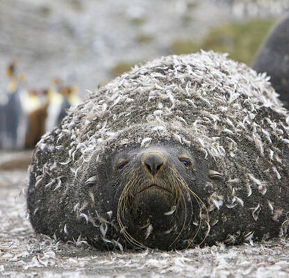 Wall Art - Photograph - Antarctic Fur Seal With Penguin Feathers by
