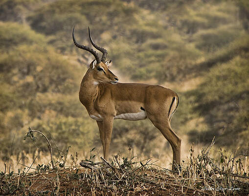 Antelope Posing by Deidre Elzer-Lento Antelope Posing by Deidre Elzer-Lento