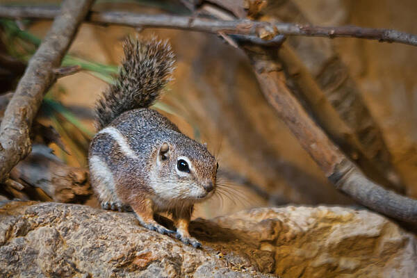 Wall Art - Photograph - Antelope Squirrel by Tim Stanley