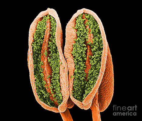 Wall Art - Photograph - Anthers Forsythia Sem by Biophoto Associates