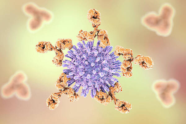 Immunoglobulin G antibody molecule C013 / 7916 available as Framed Prints,  Photos, Wall Art and Photo Gifts