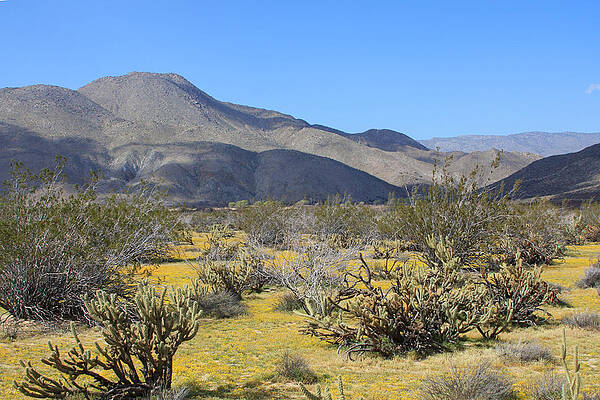 Anza Borrego 1 by James Knight Anza Borrego 1 by James Knight