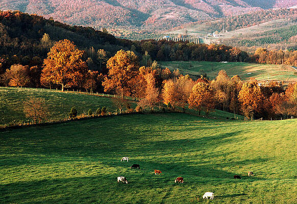 Wall Art - Photograph - Appalachian Fields And Forest by Theodore Clutter
