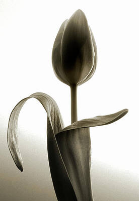Appealing Tulip by Terence Davis Appealing Tulip by Terence Davis