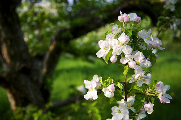 Wall Art - Photograph - Apple Blossoms in the Orchard by Mary Lee Dereske