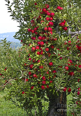 Wall Art - Photograph - Apple Tree by Anthony Sacco