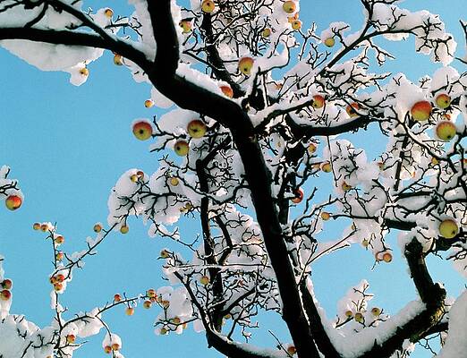 Wall Art - Photograph - Apple Tree In Snow by Science Photo Library