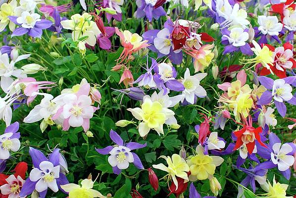 Wall Art - Photograph - Aquilegia Caerulea by Science Photo Library