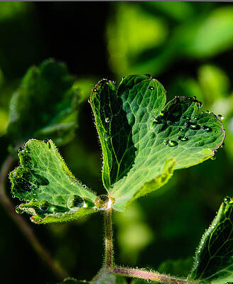 Wall Art - Photograph - Aquilegia  with dew drops by Michael Goyberg