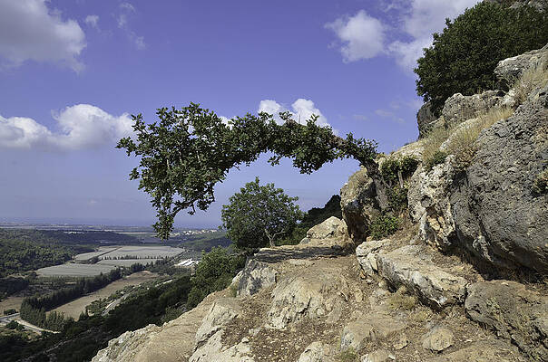 Arched tree by Adam Palmer
