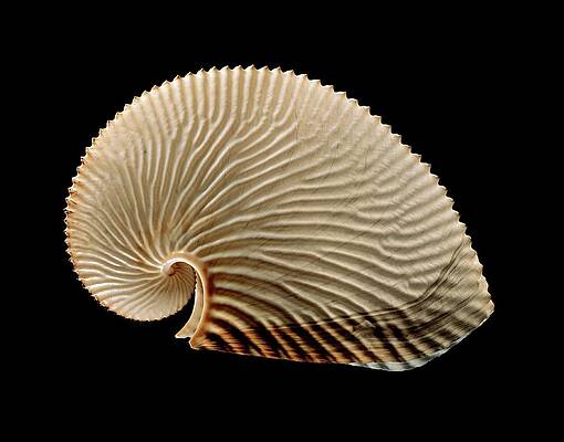 Wall Art - Photograph - Argonaut Octopus Eggcase Shell by Science Photo Library