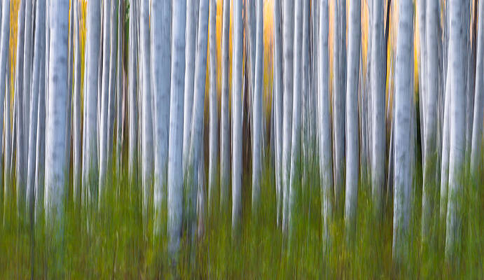 Wall Art - Photograph - Artistic Aspens 2 by Larry Marshall