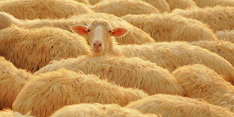Wall Art - Photograph - As A Flock Of Sheep Returned by John Orcutt