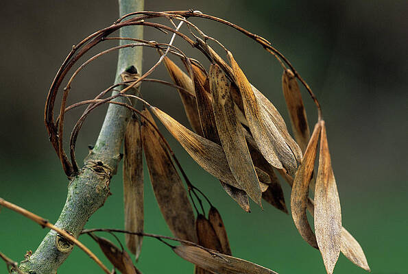 Wall Art - Photograph - Ash Tree Seed Cases (fraxinus Excelsior) by Science Photo Library