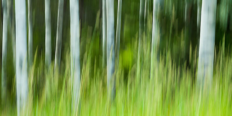 Aspen Abstract 2 by Linda McRae Aspen Abstract 2 by Linda McRae